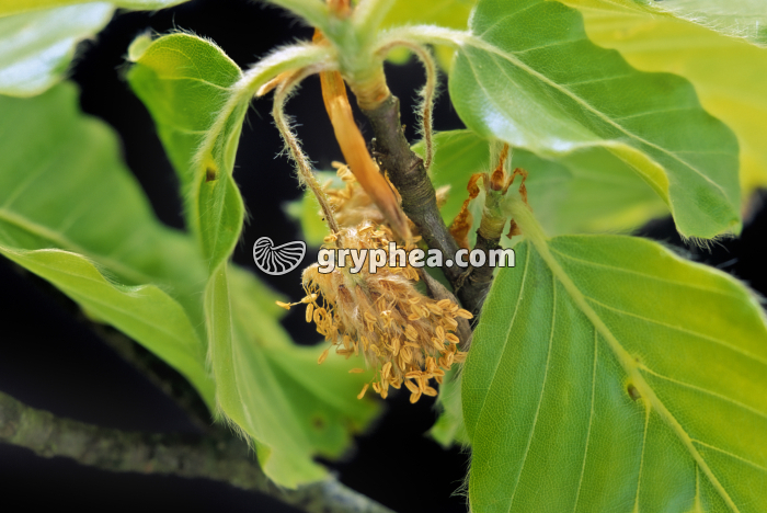 Hêtre (Fagus sylvatica) - Fleur mâle  - gryphea.com